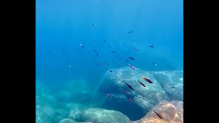 Swimming With Cichlids  Cyprichromis at Katondo [upl. by Annissa645]