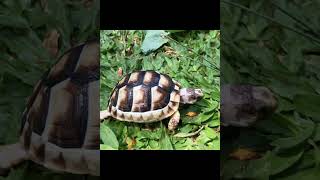 Southern European Marginated Tortoise Hatchling [upl. by Adorne]