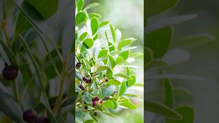 Inkberry Holly  A Hardy Evergreen for Your Garden shorts holly berries PlantsWorld [upl. by Subocaj]