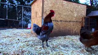 Blue Copper Maran Rooster Crowing [upl. by Amor]