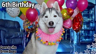 Happy 6th Birthday Memphis the Husky  Dog Birthday Celebration [upl. by Aig612]