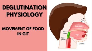 Deglutination physiology notes Mastication and Deglutination [upl. by Afesoj]