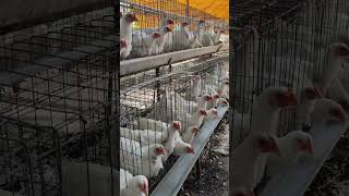 Poultry Farm Boiler Farming trending chicken business birds chicks shorts short minivlog [upl. by Eidoow]