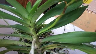 Unbox  Order Online Anggrek  Renanthera Orchid amp Neofinetia Falcata Vanda Falcata [upl. by Rolph]