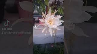 Night blooming Cereus bloomed plants nightflower garden rareflowers [upl. by Drarej]