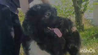 Caucasian shepherd dog кавказская овчарка Qafqaz çoban kopeqi Qafqazovcarkasi [upl. by Eivad]