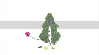 Drug Export by the Multi Drug Resistance Pump [upl. by Dalia]