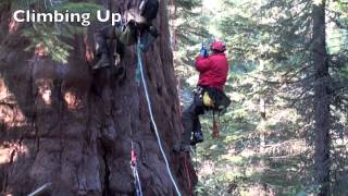 Climbing Giant Sequoia two different SRT Systems that are smooth safe and efficient [upl. by Iak]