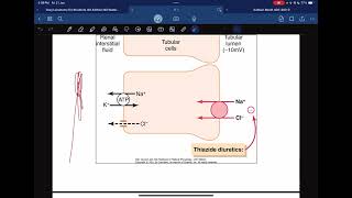 Renal physiology  reabsorption and secretion [upl. by Kellie]