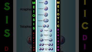 Meiosis  Meiotic  Cell Division shorts [upl. by Mungam426]