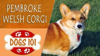 Dogs 101  PEMBROKE WELSH CORGI  Top Dog Facts About the PEMBROKE WELSH CORGI [upl. by Enyrat]