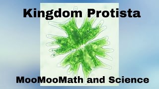 Kingdom Protista [upl. by Damick220]