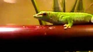 Dongo de Phelsuma madagascariensis grandis [upl. by Etteiluj617]