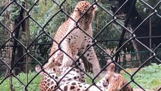 Epic Leopard Fight Caught on Camera  Rare Wild Cat Showdown [upl. by Amiaj]