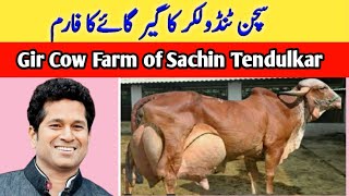 Sachin Tendulkars Gir Cow Farming in India  Highly Milking Biggest Udder Gir Cow  Girlando Cow [upl. by Leumas66]