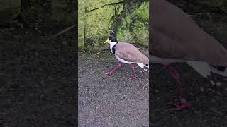 Australian Masked lapwing bird Campbelltown [upl. by Llebasi]