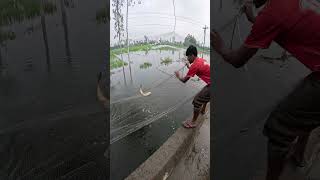 Net Fishing Video During Rainy Season [upl. by Hugo382]