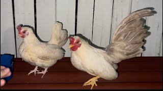 New Kikiriki chickens from Puerto Rico 🇵🇷 Nuevos gallitos Kikirikis de Puerto Rico 🐔 [upl. by Vada]