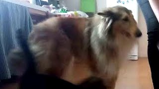 Rough Collie Jessie another video about Rough Collie eating shes food [upl. by Adorl]