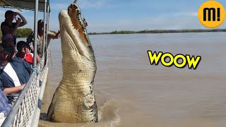 5 crocodilos GIGANTES que você nunca ouviu falar [upl. by Lodovico]