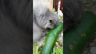 Zucchini season cute cat [upl. by Alan144]