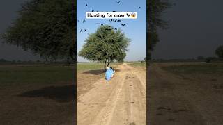 Hunting for crow bird 🐦‍⬛😱 hunting crow farmer farming hunter bat fly birds [upl. by Hanzelin]