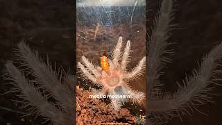 Pet SpiderTarantula Update🤎 pets animals nature wildlife insects [upl. by Modestia]