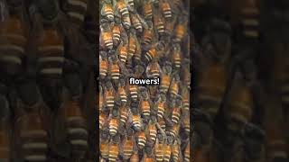 The Secret Lives of Bees Rare Facts 2024 [upl. by Madonia]