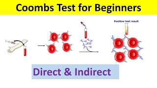 Coombs Test Principle Types Procedure Interpretation  Coombs test Direct and Indirect [upl. by Llered410]