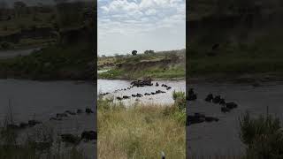 The Great Wildebeest Migration [upl. by Nillad820]