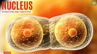 Uncovering the Surprising Structure and Functions of the Cell Nucleus [upl. by Lipsey]