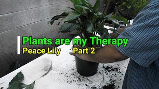 Peace Lily RePotting amp Propagation Part 2 [upl. by Alexei823]