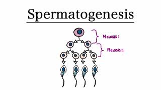 Spermatogenesis  MCAT Biology [upl. by Lodie]