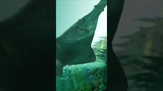 Ripleys Aquarium toronto canada [upl. by Kiran72]