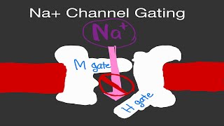 Physiology Sodium Na Channel Gating ActivationInactivation Gates [upl. by Herzel]