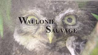 Wallonie Sauvage  Biodiversité [upl. by Iveson]