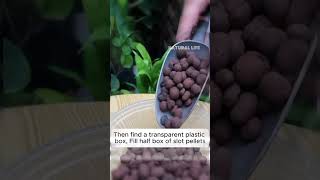 Tips for Phalaenopsis propagation usagarden plants shorts short youtubeshorts usagarden [upl. by Onilecram568]