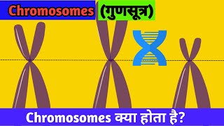 Chromosomes Kya Hota Hai I Types Of Chromosomes I Chromosomes In Hindi। [upl. by Malek]