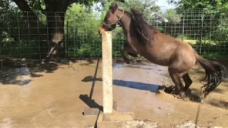 Heroes Tonight  Miniature Horses Jumping [upl. by Deeraf]