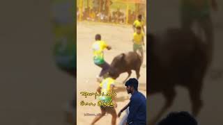 Jallikattu ststus tamil my life jallikattukaalai [upl. by Uolyram]