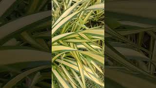 Pandanus baptistii nature plants shortvideo 😌😀🎋🎋 [upl. by La]