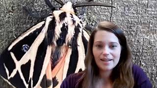 Harnessed Tiger Moth  from caterpillar to adult moth [upl. by Michele]