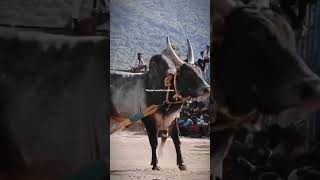 கில்லர்😈jallikattu bulls feedshortsyoutubeshorts feedtrendingvideo lovelysalesveramtamil [upl. by Melisse]