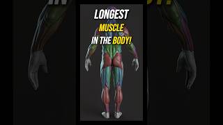 Longest Muscle in the Human Body The Surprising Fact [upl. by Herta254]