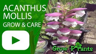 Acanthus mollis  Oyster plant  growing and care [upl. by Amej]