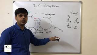 T cells activation by Dr Vipin Tyagi [upl. by Procora]