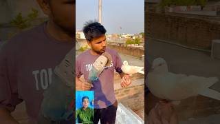 Kabutar 🤲bahut wafadar❤️ hota Hai dekhen 😱pigeon viral new short video [upl. by Selia977]