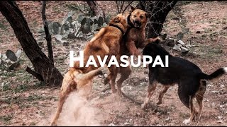 Our Havasupai Experience [upl. by Jehius346]