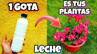 LECHE USOS que son un TESORO en las PLANTAS del Huerto  Insecticida Fertilizante Fungicida [upl. by Sitto]