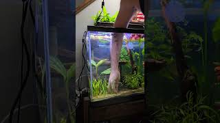 Dwarf Sagittaria for beginners fishtank aquarium baby fish dwarf [upl. by Adiela]